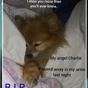 Meet your Posh ambassador